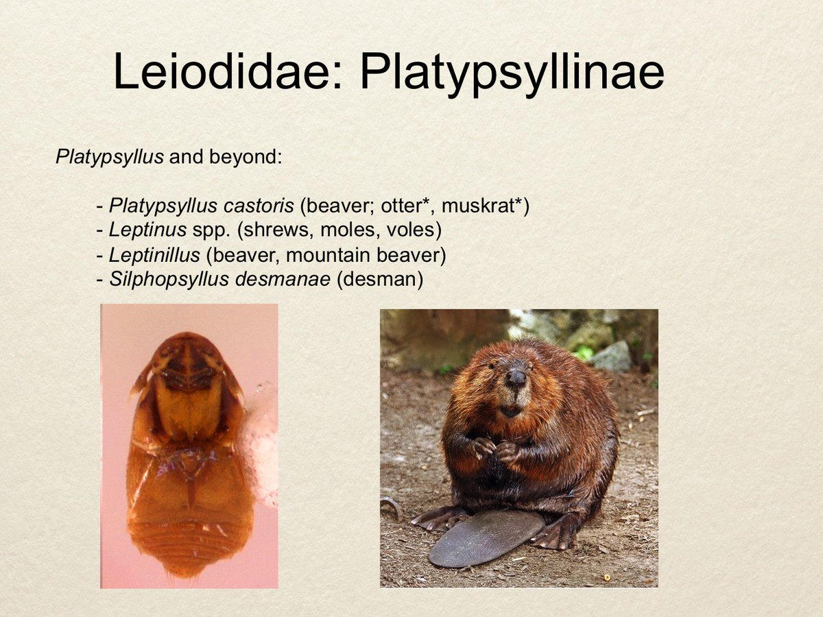 Obviously we all know about leiodids ("round fungus beetles"), the best beetles. This family includes a variety of mammal-associated species, from the humble beaver beetle (the only truly parasitic beetle found on mammals)...