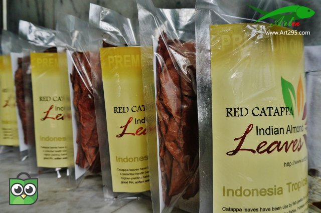art295fish's tweet photo. Indian-Almond red-catappa Leaves, ready to use,... https://t.co/9iX2FJ3uyx