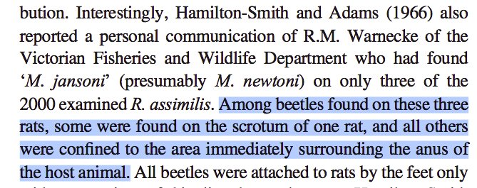 Some have argued they MUST be, because they love to hang out on... RAT SCROTUMS (and buttholes). If it's on a rat, it's gotta be an amblyopinine, right?