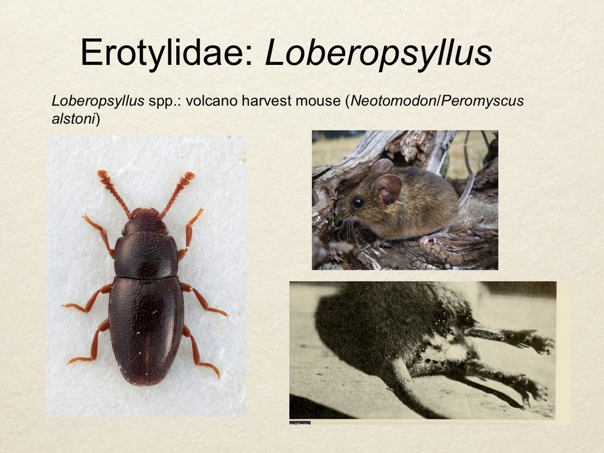 However, hanging out on rat scrotums is VERY consistent with another beetle, the erotylid genus Loberopsyllus. Loberopsyllus lives on the volcano mouse, specifically on The Butt Zone.