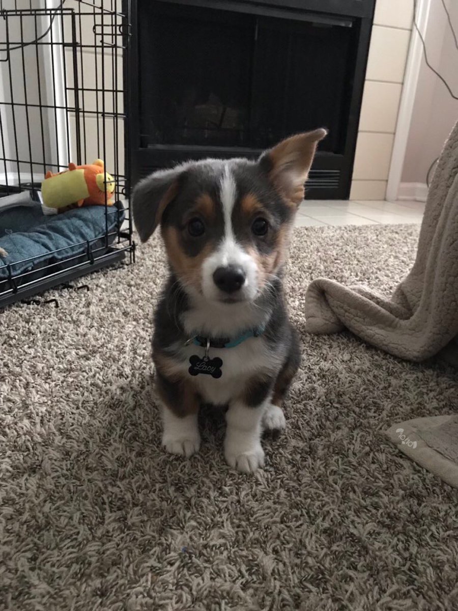 dog_rates's tweet photo. This is Lacy. She just heard what sounded like a vacuum. Pointing in the direction it came from. Would puppreciate you investigating. 13/10 https://t.co/5FObEOa9On