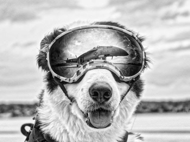 ChopperFach tweet media