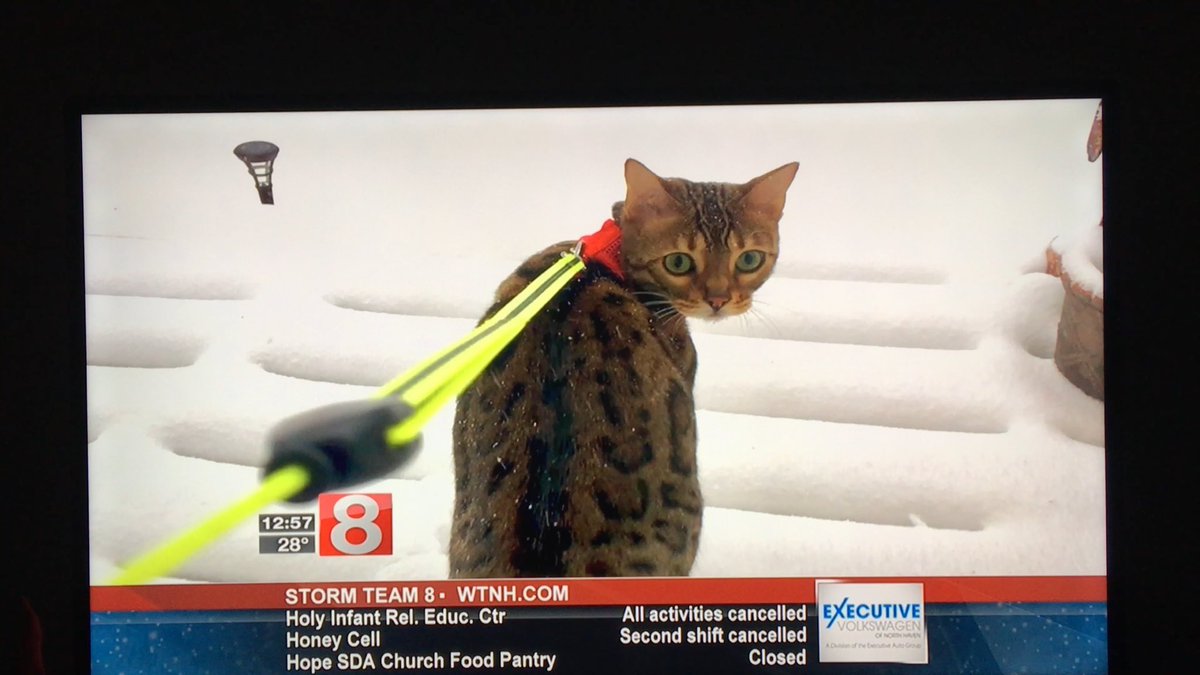 FlokiTheBengal's tweet photo. Guess who made the 12 o’clock news today?  Floki thought she wanted to go out, but quickly turned back around, realizing it’s much nicer inside under the covers. #catsofinstagram #CatsOfTwitter #bengalcat #thebengalcats https://t.co/1rjAvhsXRy