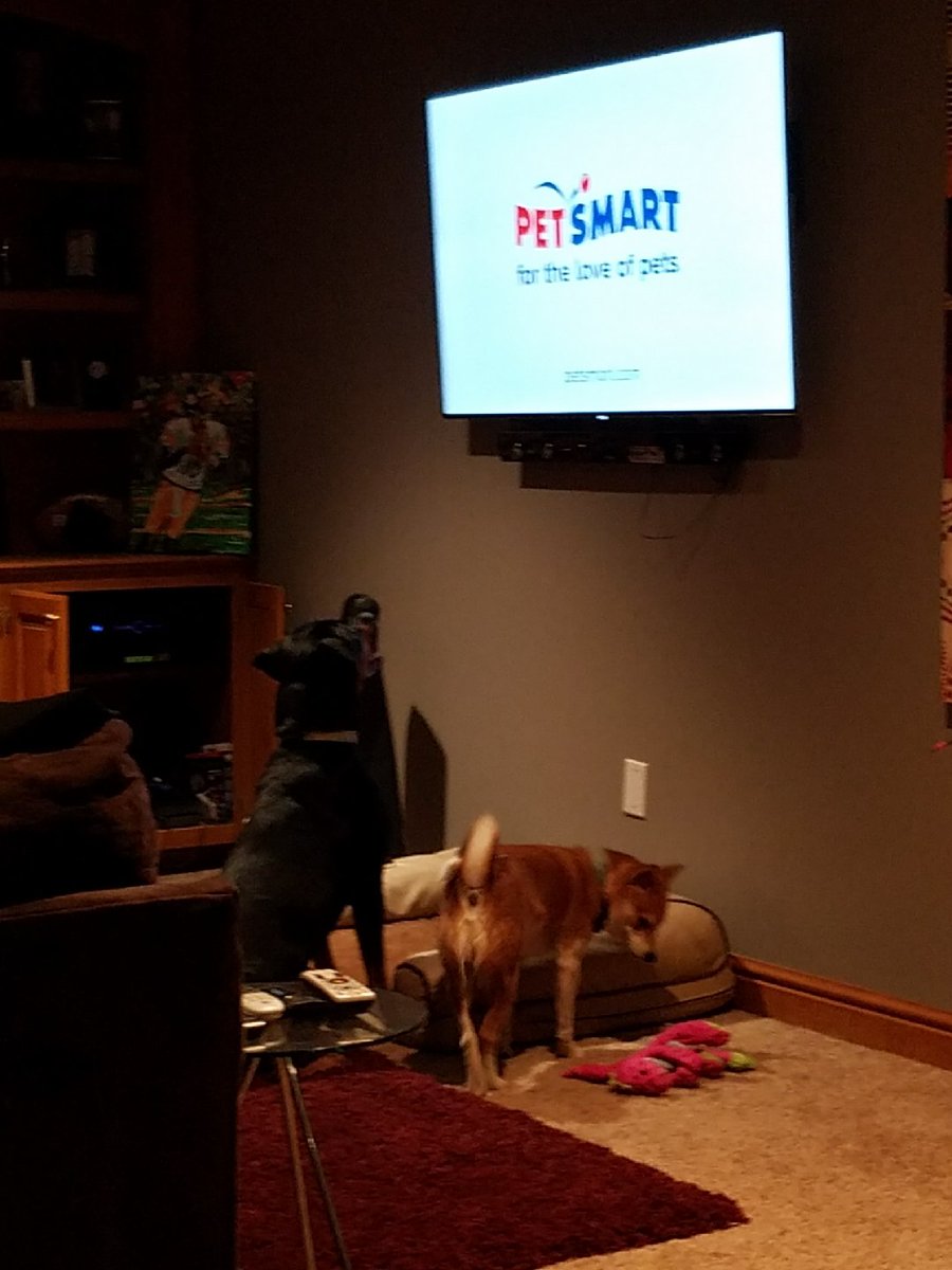 CharlieBatch16's tweet photo. You know its bad when your dog stops playing to watch a @PetSmartChariTs @PetSmart commercial on tv. #DogLover  #ManBestFriend https://t.co/rZTWGwRGMn