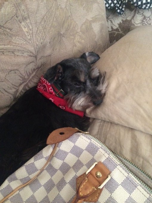 When she spent Xmas with her grandpa. She loves her grandpa and her abeulo loves her too. Maybe because<a href="/tag/adoptdontbuy"class="tags"><span>#adoptdontbuy</span></a><a href="/tag/stopanimalhomelessness"class="tags"><span>#stopanimalhomelessness</span></a>