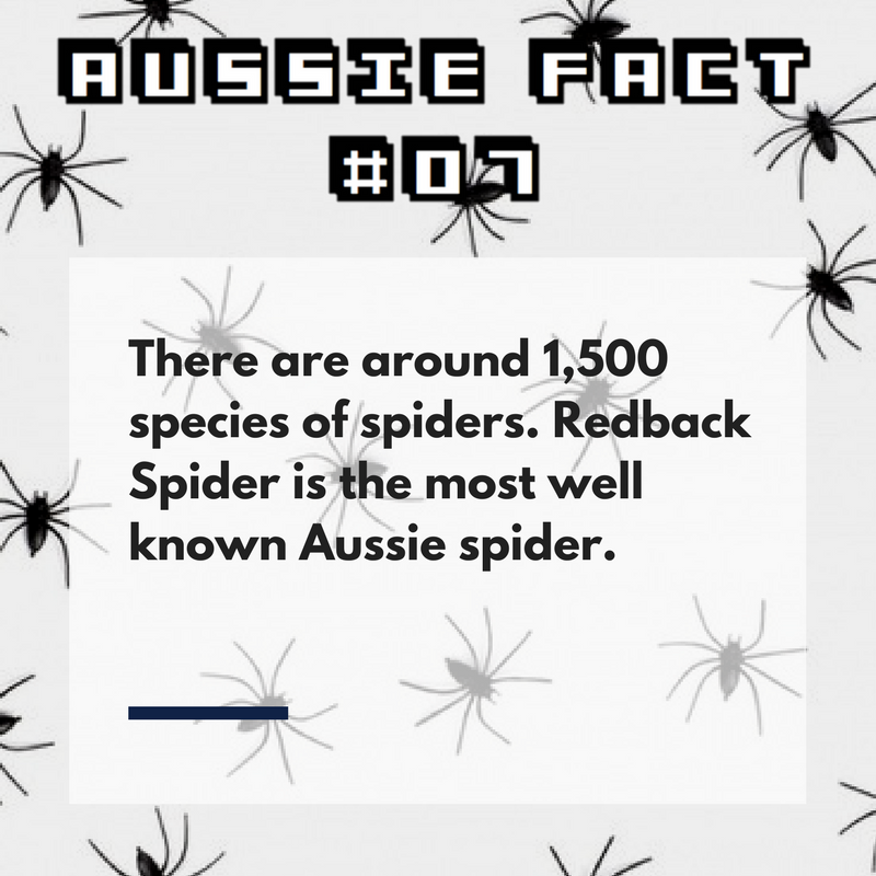 I admit that I have goosebumps when we talk about #spiders ...
#Australia #Aussie #StudyInAustralia