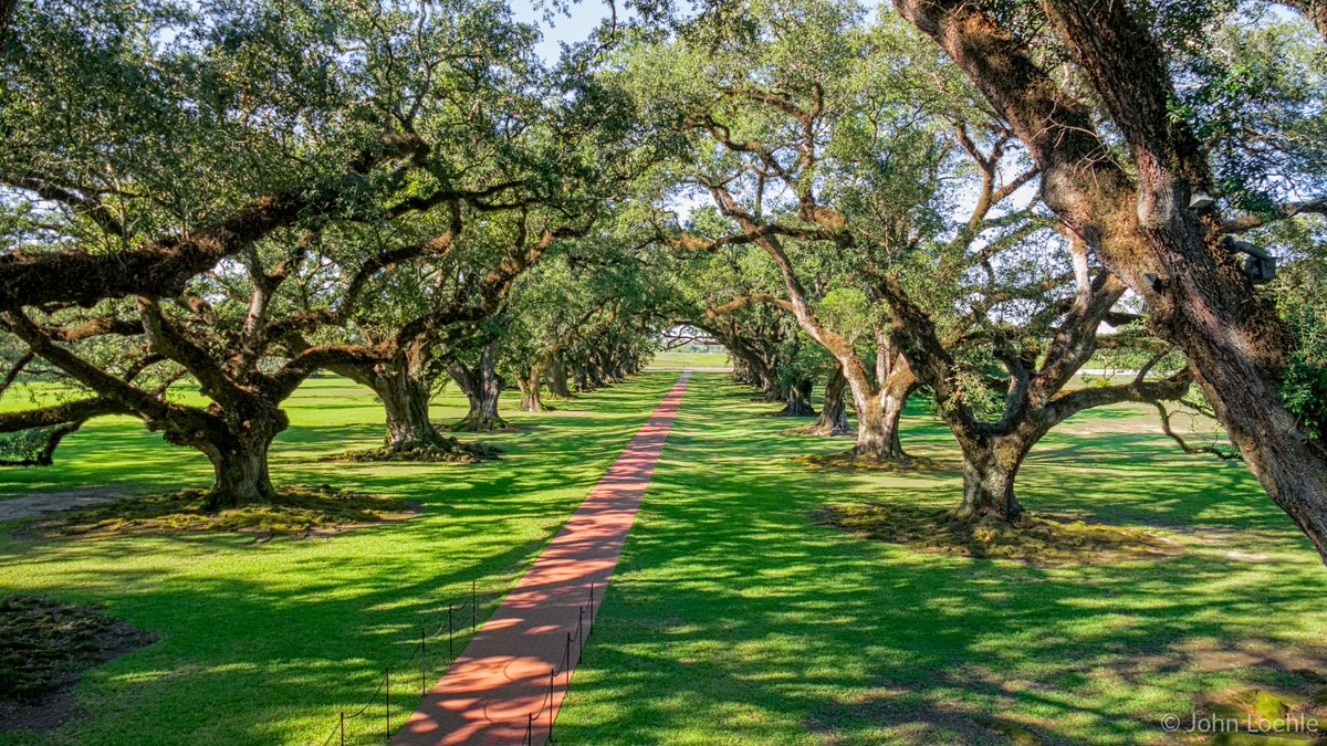 Oak Alley Plantation || Armant, Louisiana 

This is a sleepy view of the massive oak trees looking out towards the Mississippi River (just over the hill) at the historic Oak Alley Plantation. It is worth the visit at least once.

#OnlyLouisiana #OneTimeInNOLA #oakalleyplantation