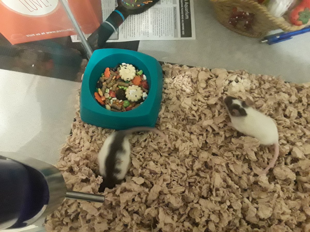 //The one in the first pic is Deku and the one in the second is Kacchan!!