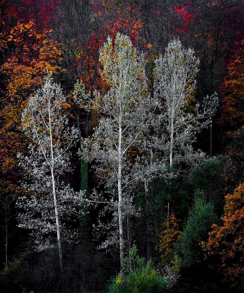 “A nation that destroys its soils destroys itself. Forests are the lungs of our land, purifying the air and giving fresh strength to our people.” - FDR

Learn more about our love for forests and our sustainable tapping process here:sapplife.co/about-1/#fores…