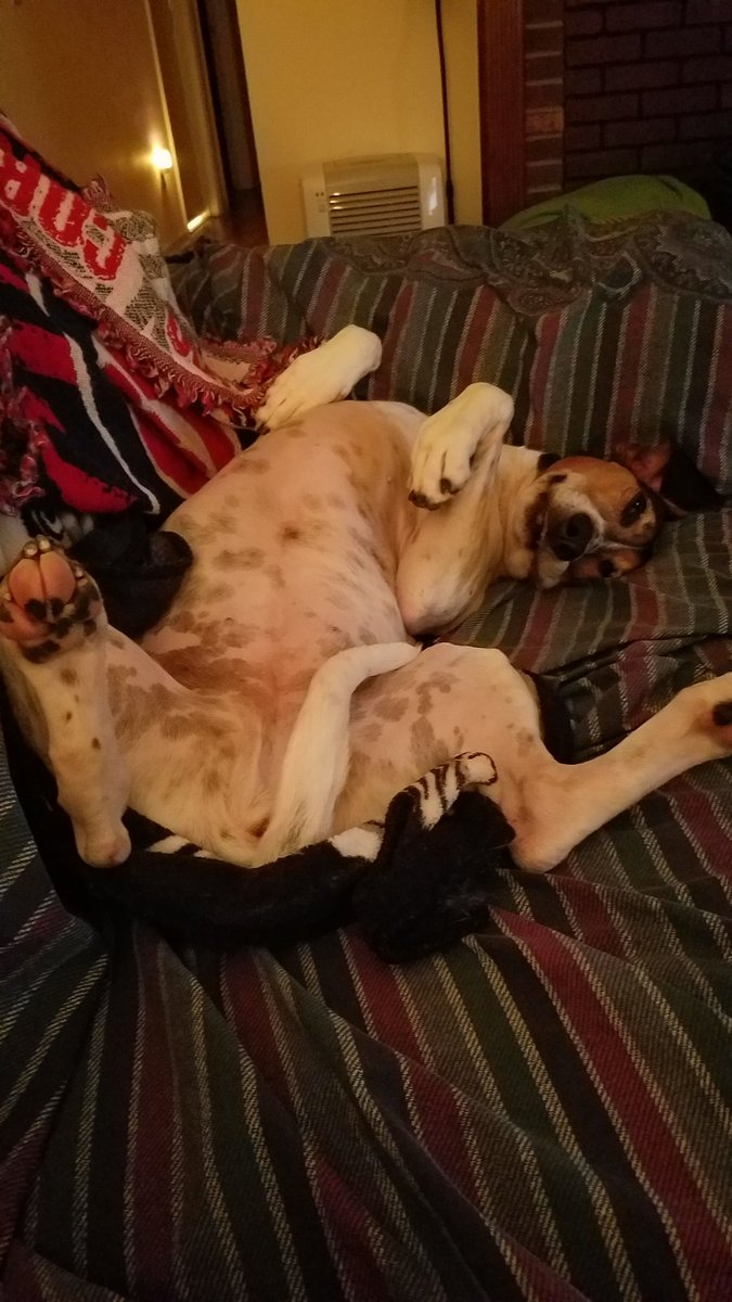 phillipsshannon's tweet photo. River has #cabinfever #Grayson @atrinder #toocoldtoplayoutside #chswx https://t.co/L6gEvAXLCv
