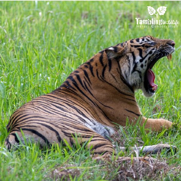 TamblingID's tweet photo. Have a great day 🐅 #sumatrantiger #bigcat #tamblingwildlifenatureconservation #2018 https://t.co/hyADxUjx23