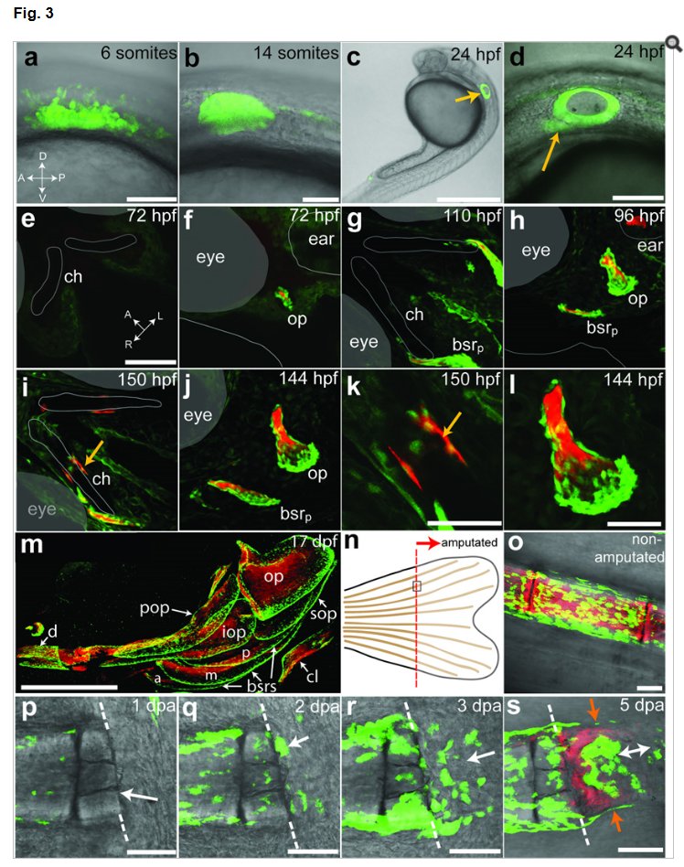 corelab_zebra's tweet image. Tg(sp7:EGFP), Tg(l-fabp:DBP:EGFP)、育ちました。採卵開始しています！！
ncbi.nlm.nih.gov/pubmed/20506187