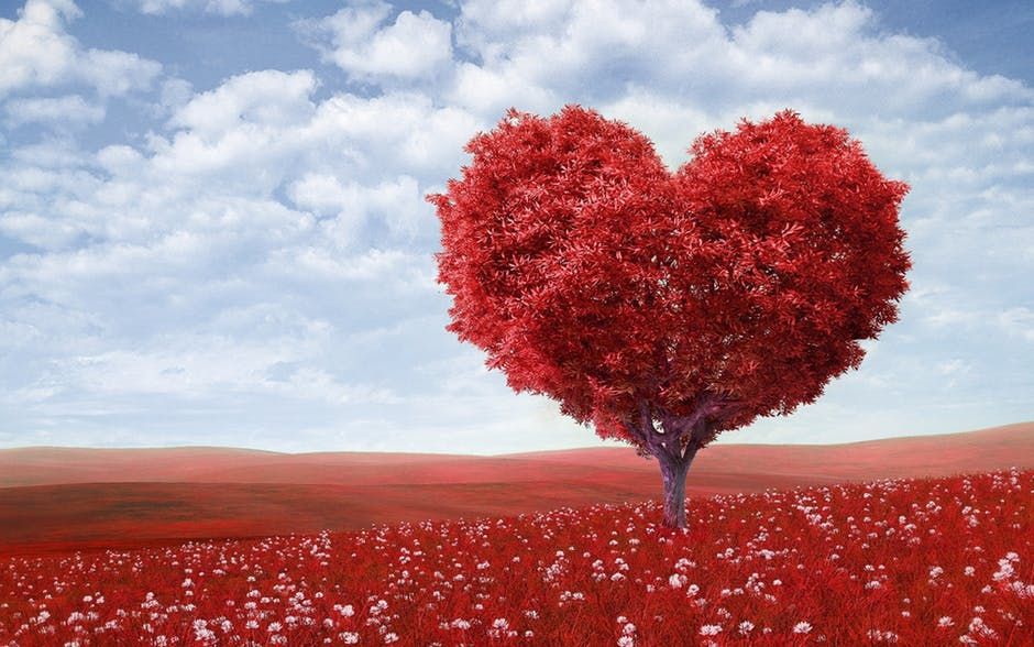 qefly_com's tweet photo. Top 5 #flowers for #Valentine’s Day https://t.co/9UGP0CbJHS #ValentinesDay #ValentinesDay2018 #valentinesdaygifts #valentinesgiftguide https://t.co/S7zjkkHe27