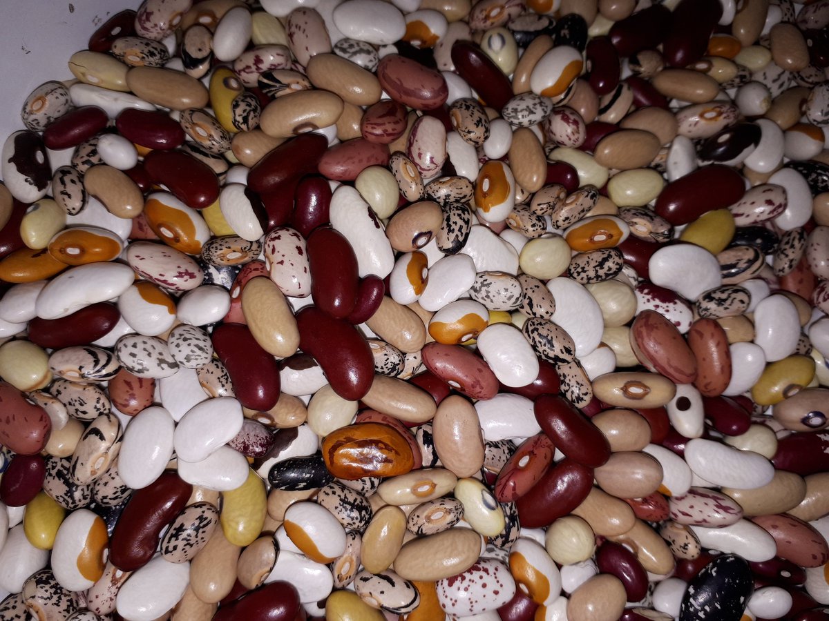 SE_ResearchFarm's tweet photo. #MakeBeansGreatAgain https://t.co/JsMUOv8eIE