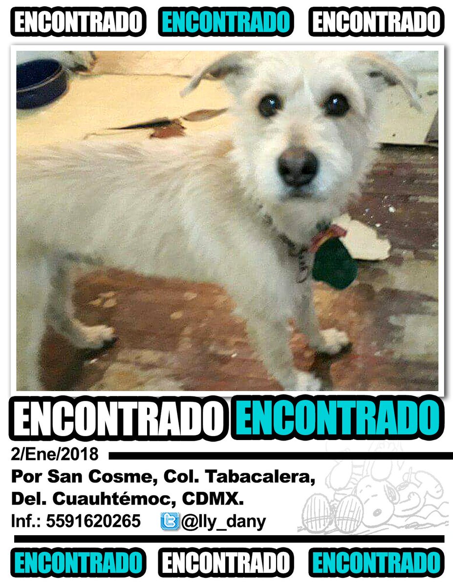 LeoJabbasky's tweet photo. ⚠ #CorreLaVoz 🐶 ENCONTRADO Col #Tabacalera Del #Cuatemoc #CDMX Ayudemos a que regrese a casa 🐾🐾 Se agradece RT https://t.co/2hs6bS7fGk