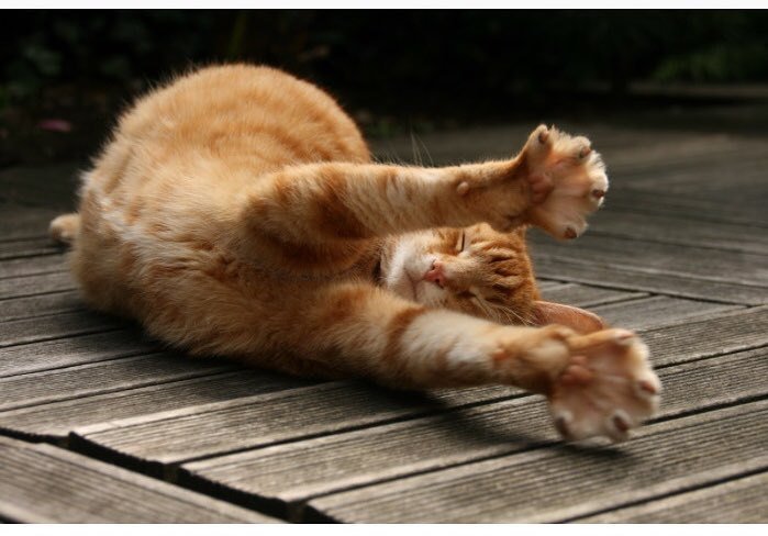 jolates's tweet photo. Who else felt like this when they woke up this morning!? 💤
The first week back is always tough so I’ll be finishing with a 6pm Jolates pilates class to stretch out being back at my desk #Friday #TGIF #Jolates #pilates #class #stretch #strength #abs #core #fitness #exercise #… https://t.co/cP6cpAGicK