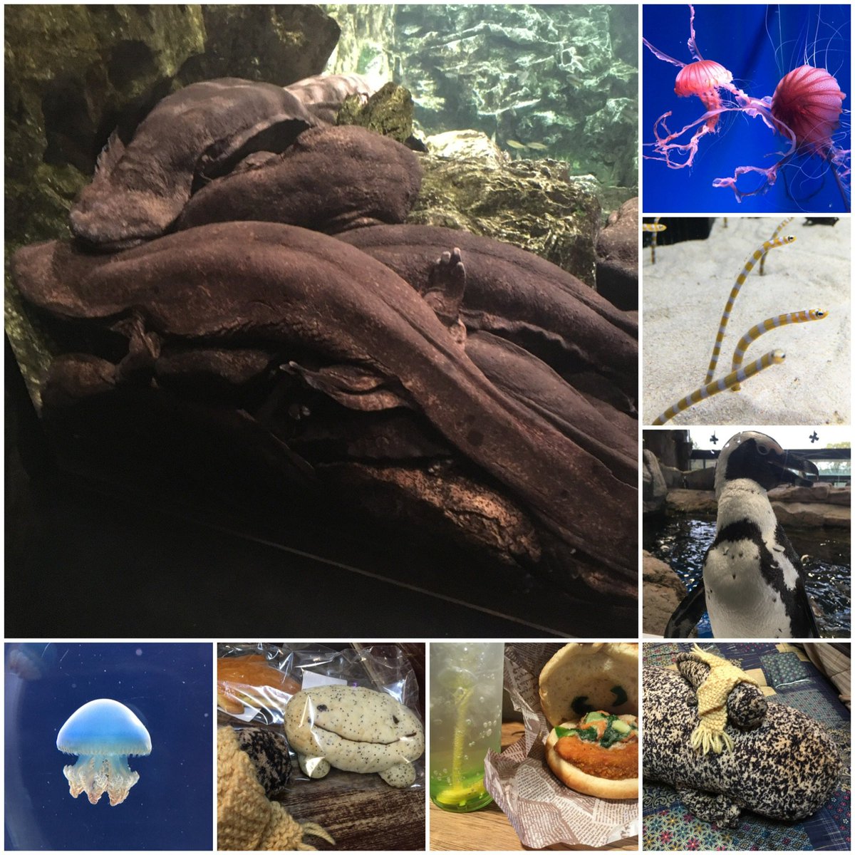 久々の水族館〜なんか前来た時よりオオサンショウウオでかくなってた気が…初めてパン買えた！LLぬいを新たにお迎えしてS〜LLまで4サイズそろってしまった