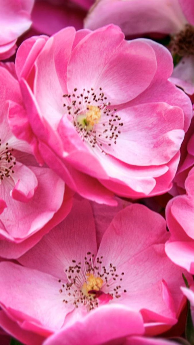 Ibehereforyou_'s tweet image. @tattoeslovers @fiarfly @superchloeone @Phia_j0lly @Spencerjames211 #TeamCaramac  :)