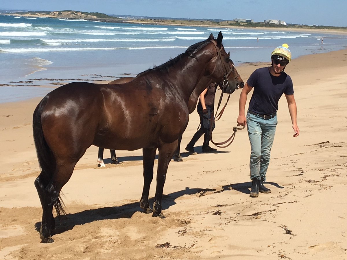SomeAreBent's tweet photo. Beliveau loving life at 13th beach - @PatemanRacing &amp; @bartonequine doing an awesome job with him. The Galleywood his 1st target in 2018 #bringonthebool #gohardorgohome https://t.co/m839ldwBtG