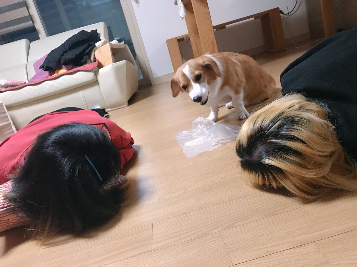 realtaehee16's tweet photo. 개님 닭 드신다 https://t.co/3lLo3hRnGx