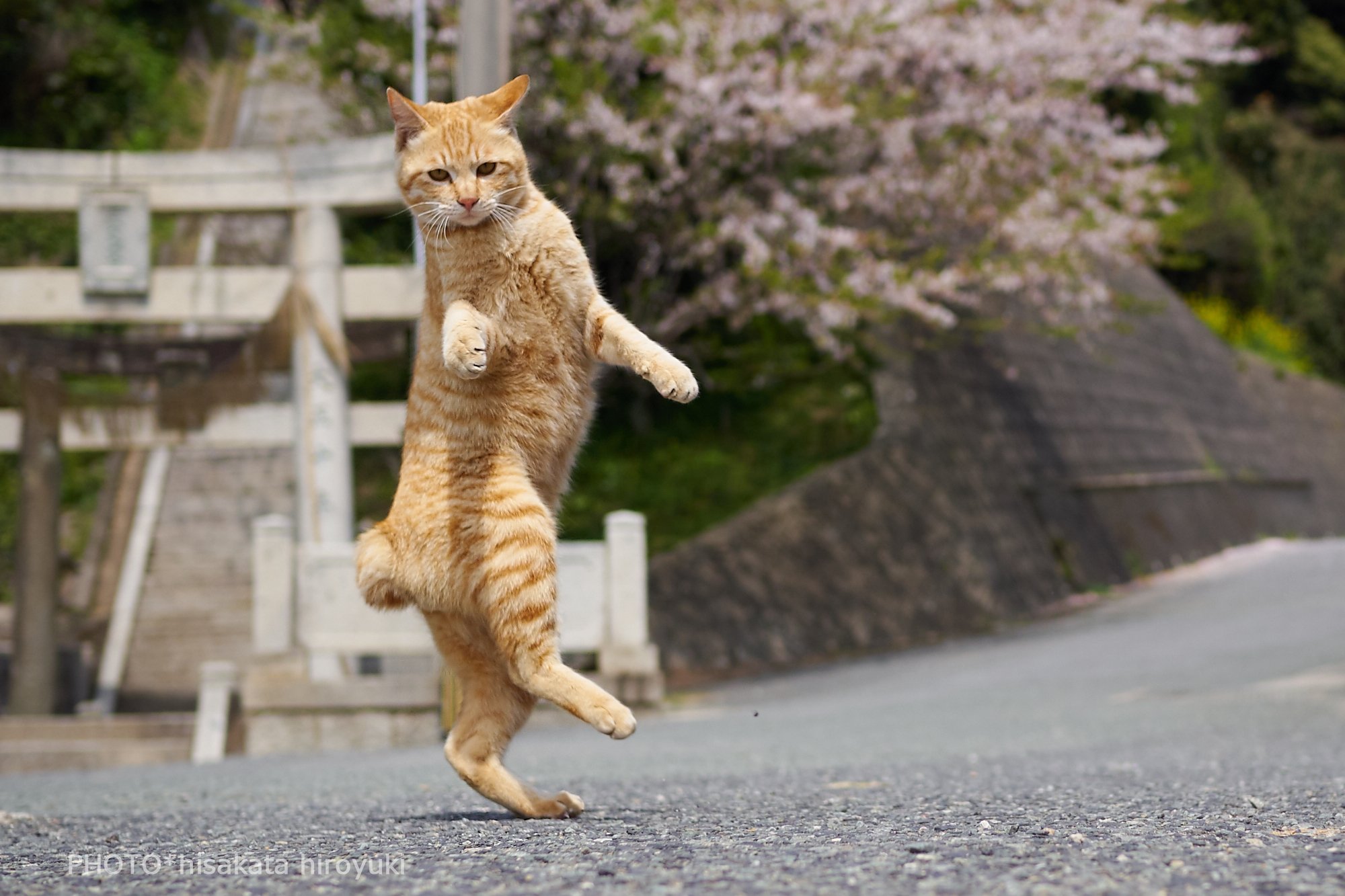 танцы котов. смешной кот танцует. позитивные коты. танцующий кот. танцующий котенок.