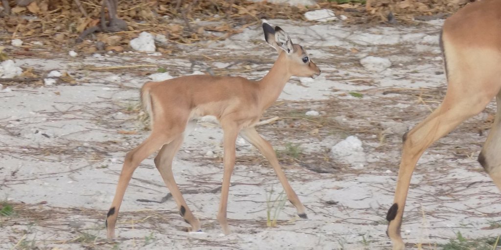 ZQCollection's tweet photo. #FunFactFriday: The green season from November to March brings with it new life, with newborn impala, wildebeest and zebra taking their first few tentative steps into the wild. 

#WaitForMeMom #BabyImpala #GameCruise https://t.co/RBvgYnEBjx
