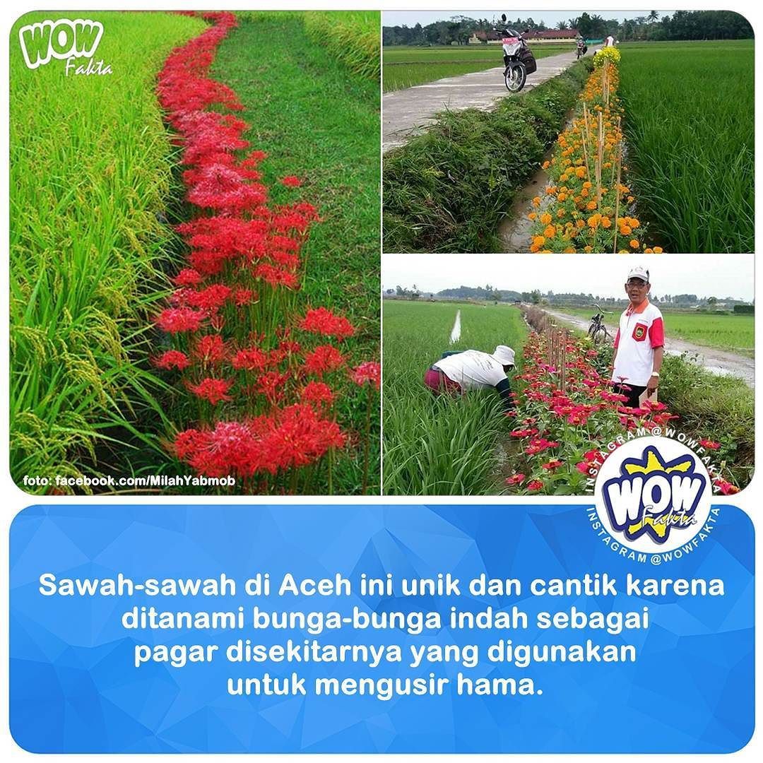 Berita Aceh Update On Twitter Potret Tak Biasa Sawah Sawah Di