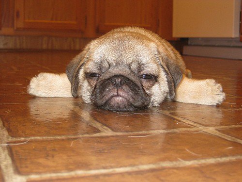 BargainMax's tweet photo. When the festive period is finally over and you have to get back to normal life! #FridayFeeling #FridayPug https://t.co/u3wYIC8jSL