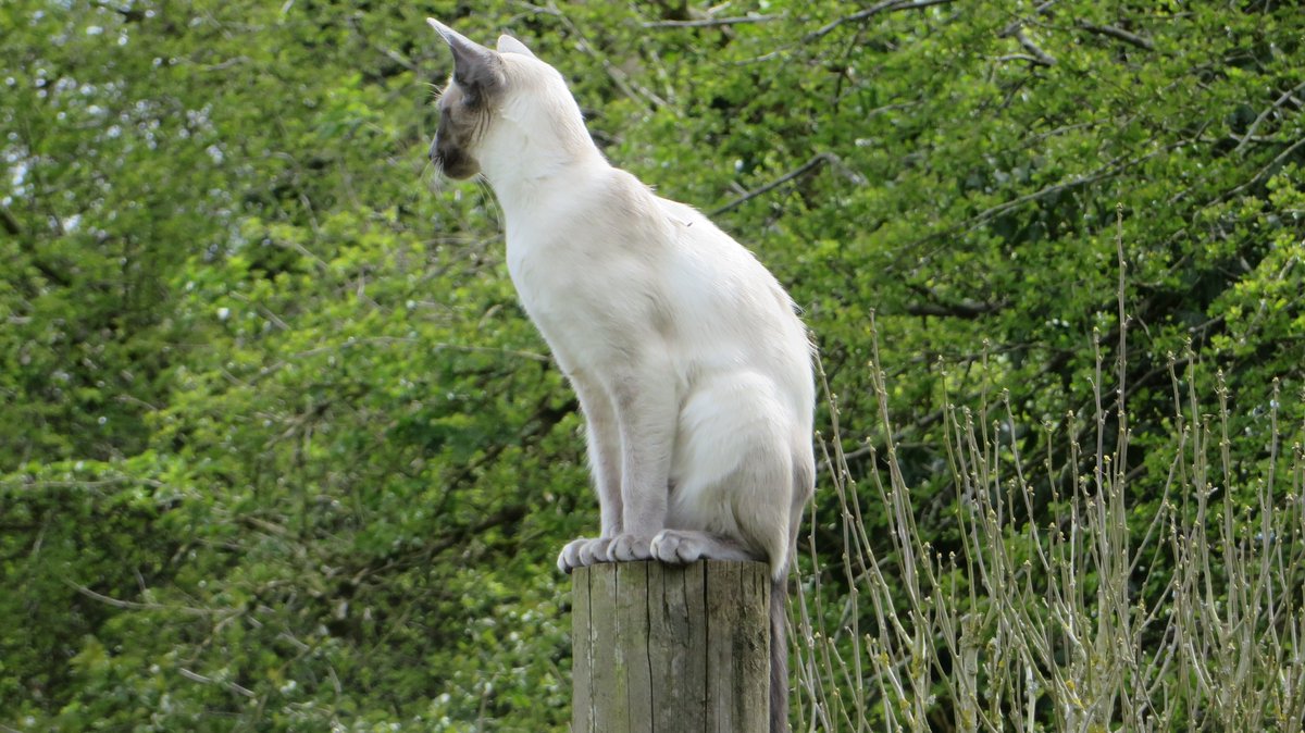 AnnduffieldP's tweet photo. A cat resembling Molly was seen on the A495 between the roundabout and Bicester itself a few weeks ago, if anyone has any information please let us knowas she could now be anywhere @Cherwellcats https://t.co/l6dPRBr6Iw
