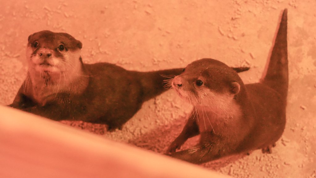 引き取り カワウソ 東京農業大学