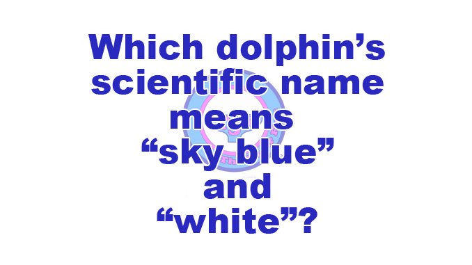 Which dolphin's scientific name means 'sky blue' and 'white'? - thesuperfins.com/which-dolphins… 
#animals #biology #oceans #whales #dolphins #fish #Cgw #Cgwdolphins #Mammals #StripedDolphin