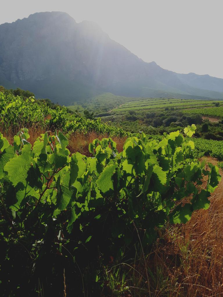 AlexStarey's tweet image. Don't know how much my colleagues in Burgundy would appreciate our bushvine Chardonnay, but I love them. AND we have blue skies too (just saying)! @keermont