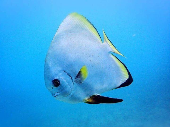 malindians's tweet photo. With https://t.co/UCP8eRJtgY you can easily escape to Watamu for the weekend! 🐠🌴🌊

#VisitW ... #Malindians #Reposts #Watamu https://t.co/fmuuIPAsZ7