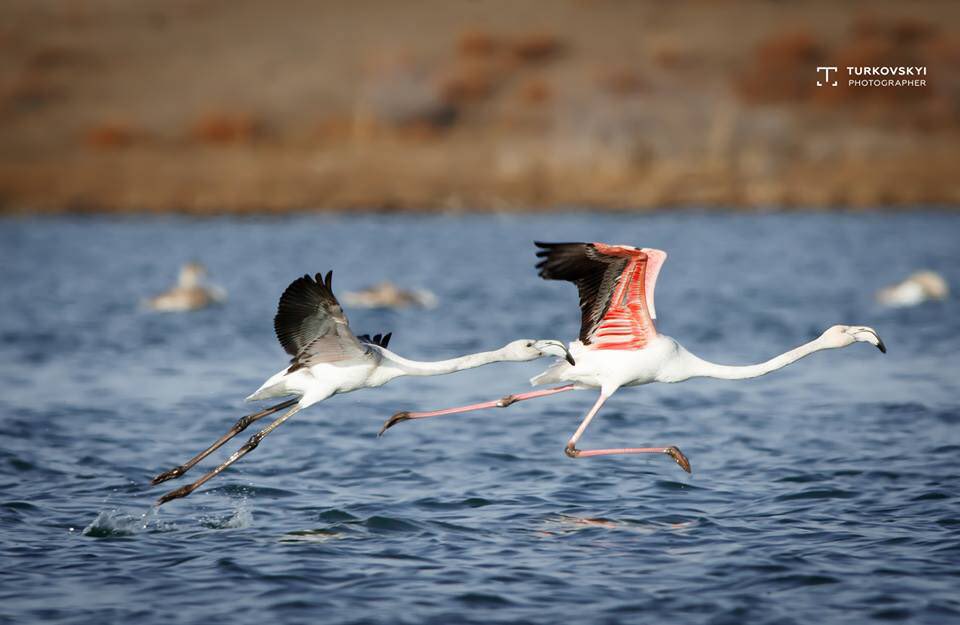visitKGZ's tweet photo. What a surprise! Flamingos wintering in Issyk-kul, Kyrgyzstan.
 https://t.co/uAeHXM73Zb
#Travel #Reise #Viaje #Viaggio #Voyage #Seyahat #Путешествия #여행 #旅 #flamingo #wintering #Kyrgyzstan https://t.co/3ZeKfnV4BI