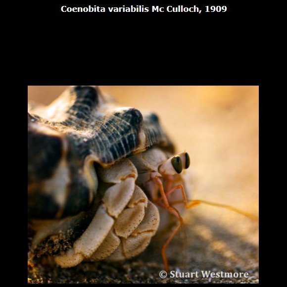 TonyCoenobita's tweet photo. Check below link to see more information of this species
https://t.co/ETSGRz1th5

#species
#hermitcrab #landhermitcrab #coenobita
#variabilis #coenobitavariabilis
#crazycrab #aussiecrab
#寄居蟹 #陸寄居蟹 #澳洲産陸寄居蟹 
#ヤドカリ #オカヤドカリ https://t.co/W3VfXzwQ7j