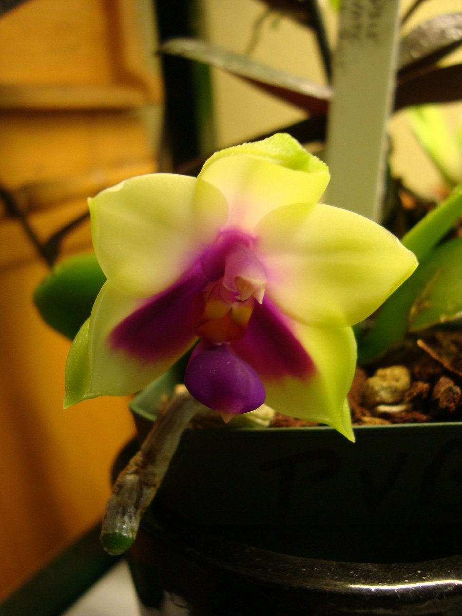 Sybilla109's tweet photo. #Phalaenopsis #violacea #bellina #orchid first bloom. Plant purchased from #Paramount #Orchids April 2017. https://t.co/hM3CRn7wZJ