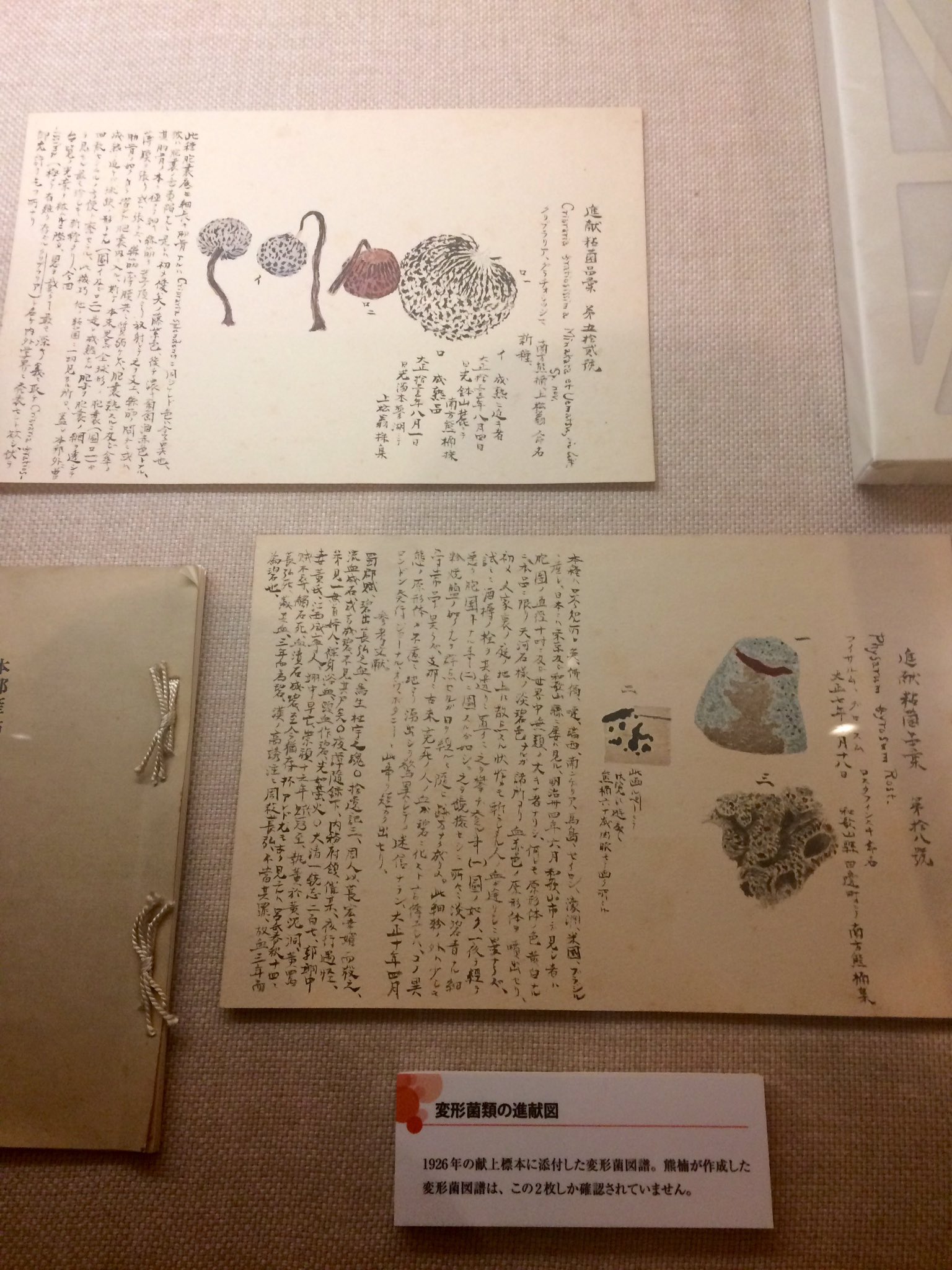完全揃い] 南方熊楠菌類彩色図譜