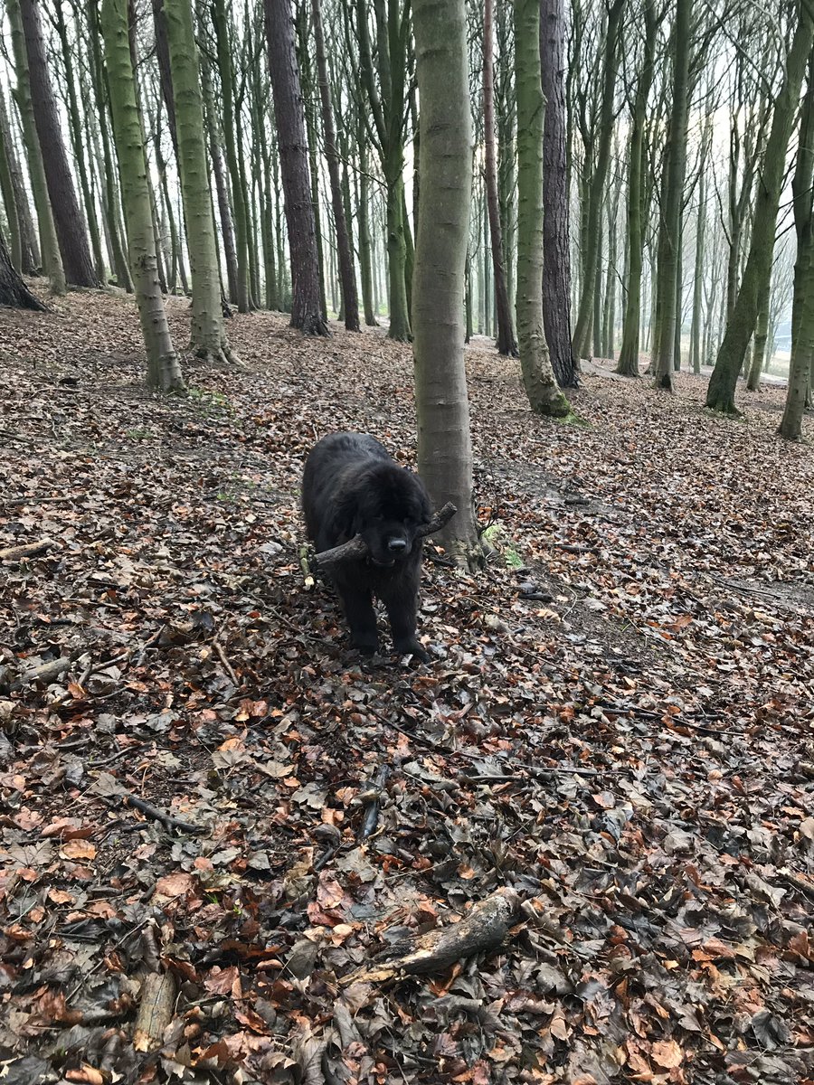 NemoNewfie's tweet photo. Today's stick! Then some furpals arrived and I dropped it....#nothingtoaddtomycollection #stickcollector https://t.co/spH7mF8jTS