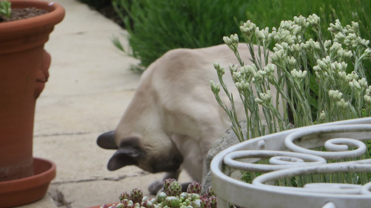 AnnduffieldP's tweet photo. A cat resembling Molly was seen on the A495 between the roundabout and Bicester itself a few weeks ago, if anyone has any information please let us knowas she could now be anywhere @Cherwellcats https://t.co/l6dPRBr6Iw