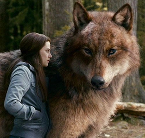 Sue Cheng al Twitter: "Jacob Black in his wolf form and Bella Swan  #bellaswan #kristenstewart #queenofire #twilight #breakingdawn #wolf # jacobblack #taylorlautner #werewolf #direwolf #direwolvesofire  https://t.co/18cbL5GquT" / Twitter