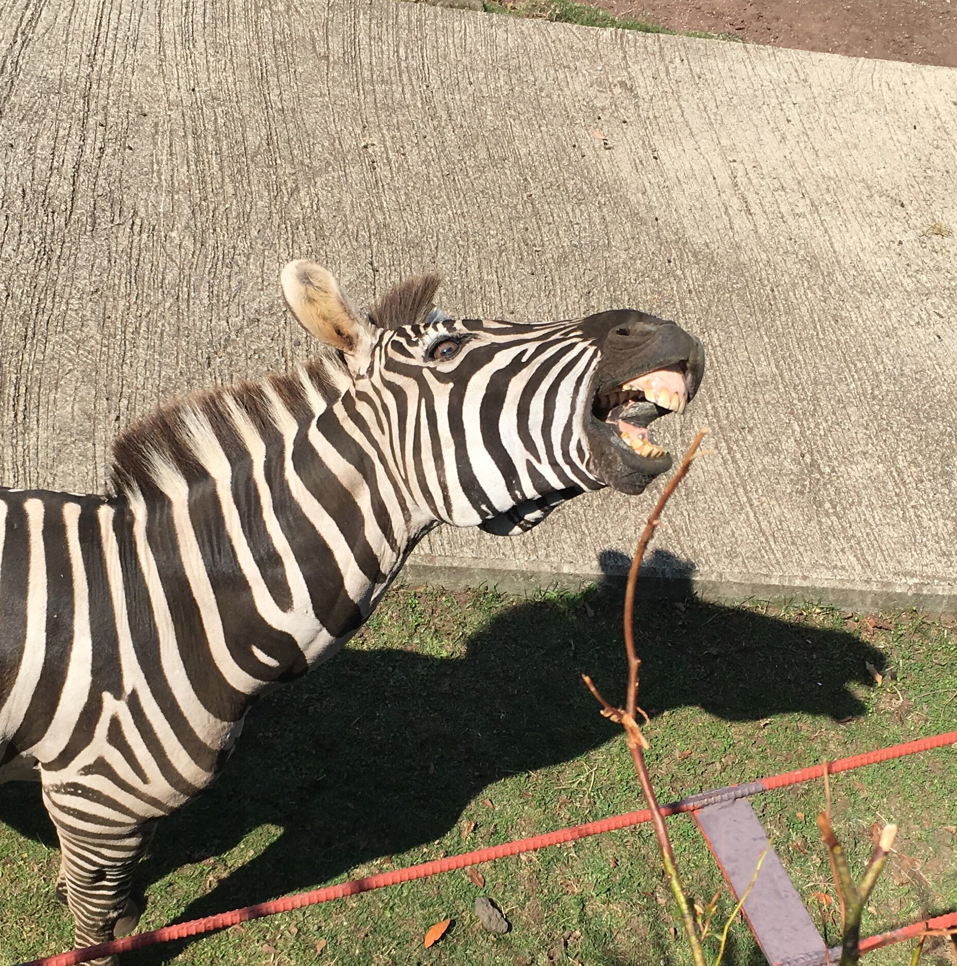 ベールゼブフォ C101 12 30 東 ラ ブロック 30a 動物変顔グランプリ 変顔といったら 伊豆アニマルキングダム のシマウマ アース君を推したい T Co 8tzctebnys Twitter