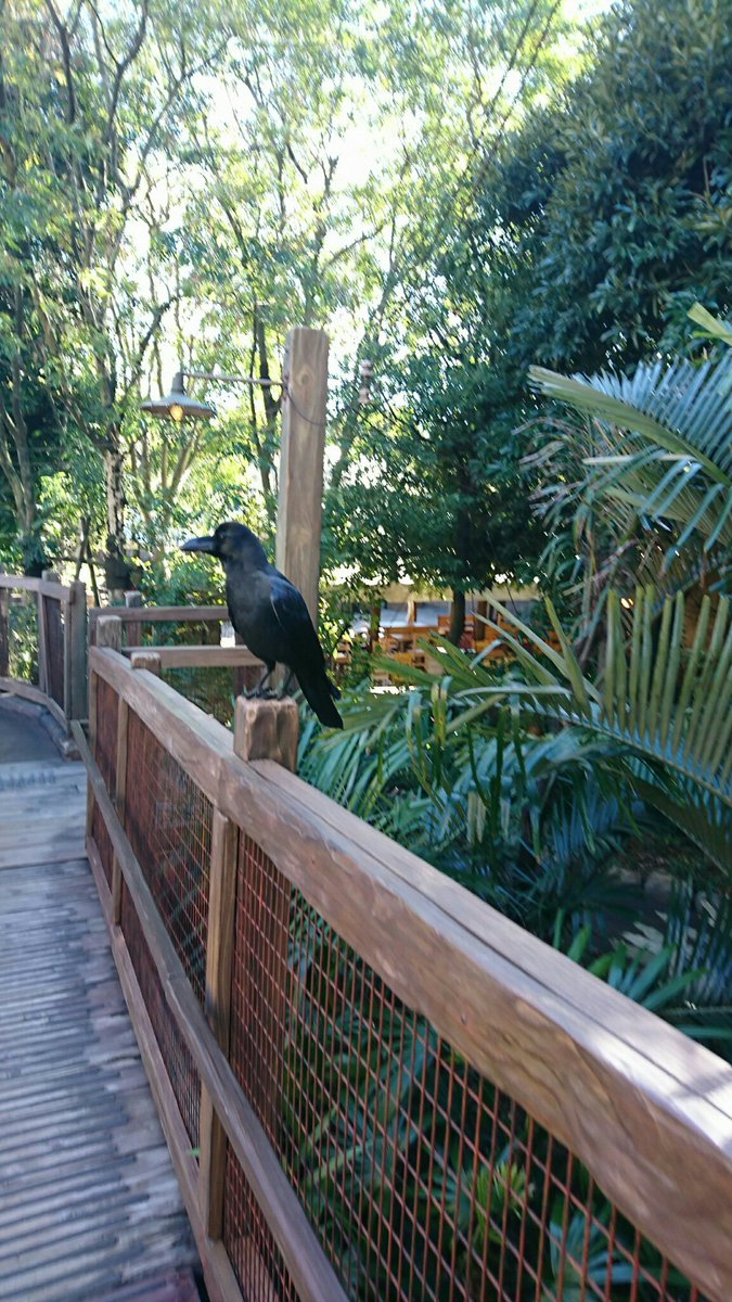 石井 V Twitter ディズニーシーにいくら近づいても逃げない上にこっち向いてくる凄く綺麗なカラスがいてマルフィかディアヴァルどっちだろうってテンションあがったの マルフィ ディアヴァル 石井 V Twitter ディズニーシーにいくら近づいても逃げない上にこっち向いてくる凄く綺麗なカラスがいてマルフィかディアヴァルどっちだろうってテンションあがったの マルフィ ディアヴァル