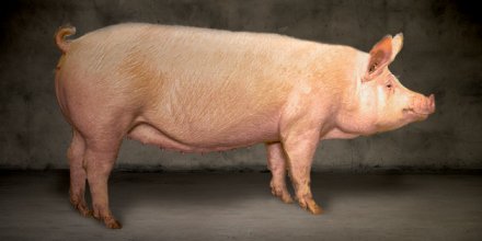 Topigs Norsvin tweet media