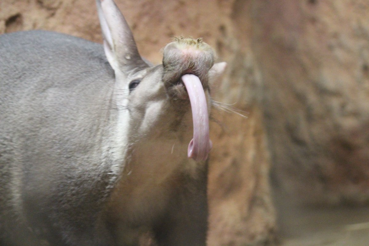 動物変顔グランプリ