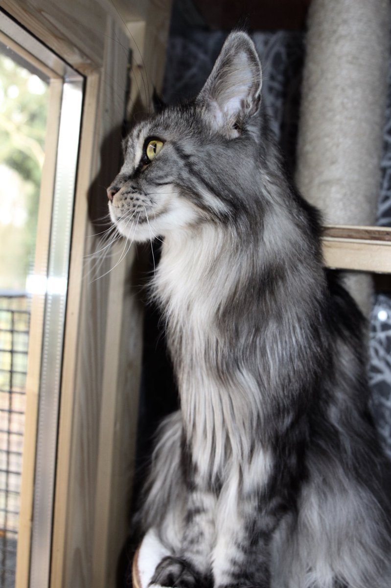 hotelkitty_'s tweet photo. Simba stunning maincoon and a real gentle boy ❤️ https://t.co/a13QN3JO9v