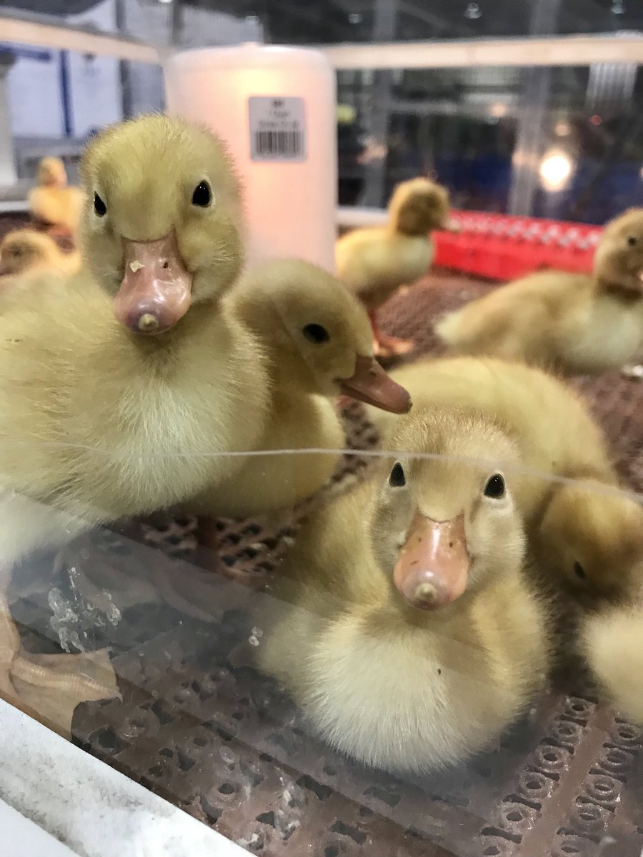 AliLanyonABC27's tweet photo. These little ones are always my fave. So neat to see life begin! New this year: live calf births, organic produce competition and cider competition! @FarmShowComplex #PAFS2018 https://t.co/qvEURvIiu3