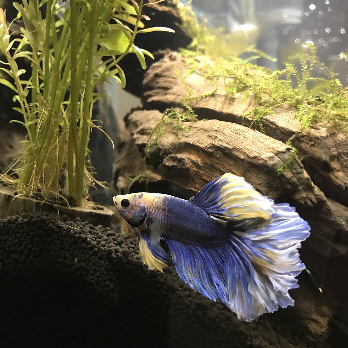 なつみ 仕事から帰ったらベタちゃんのヒラヒラがボロボロに 病気でしょうか オトシンクルス に追いかけ回されるメンタル弱めの子なのですが オトシンクルスに食べられたのでしょうか 教えて下さい W 1枚目がボロボロ 2枚目がボロボロ前