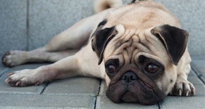 mrcvsonline's tweet photo. Vets urged to back #BreedtoBreathe campaign https://t.co/6ZtuA8VVGB https://t.co/cZa18lbZOR