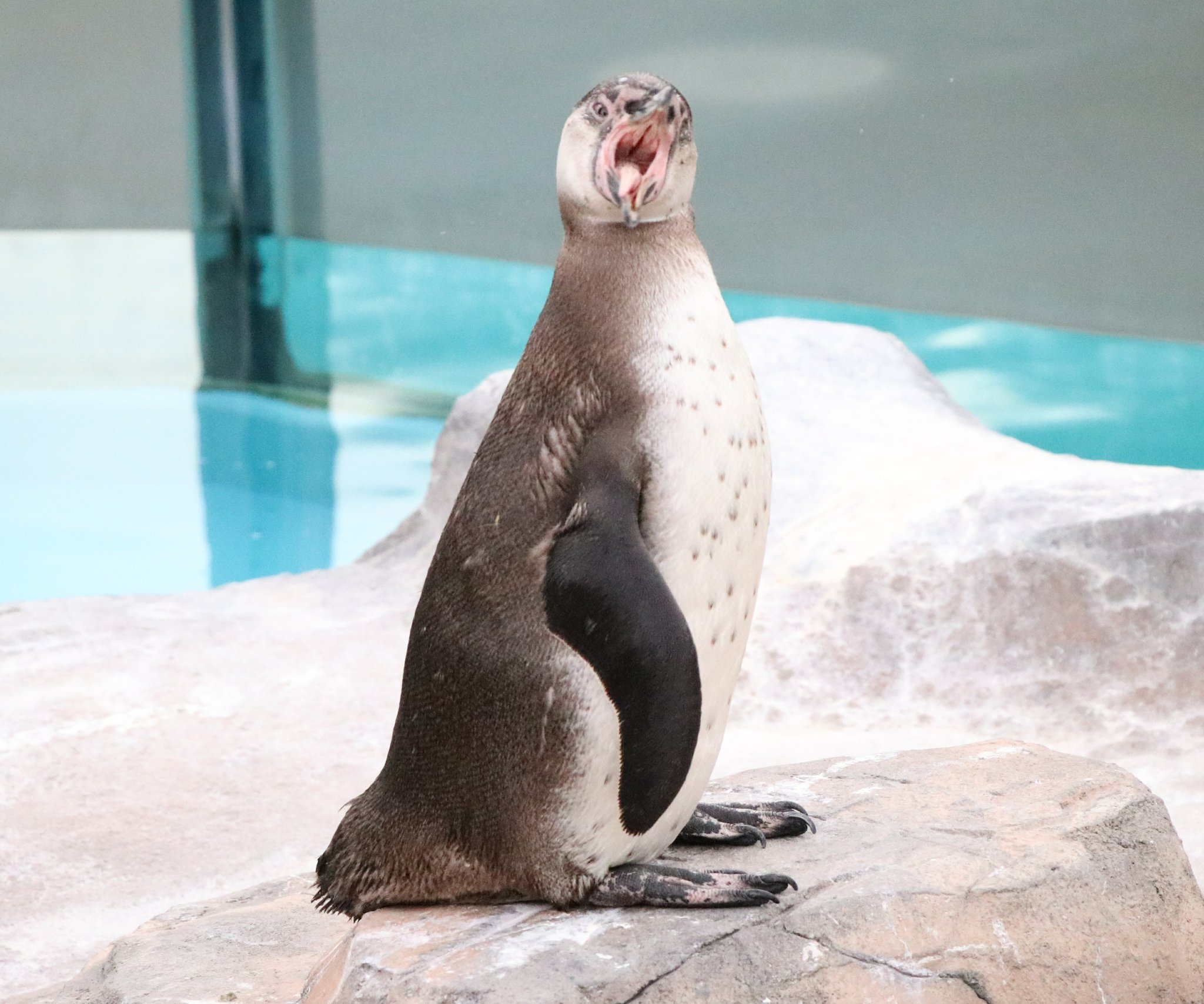 シュウ Twitterren 動物変顔グランプリ 東武動物公園 ペンギン シュウ Twitterren 動物変顔グランプリ 東武動物公園 ペンギン
