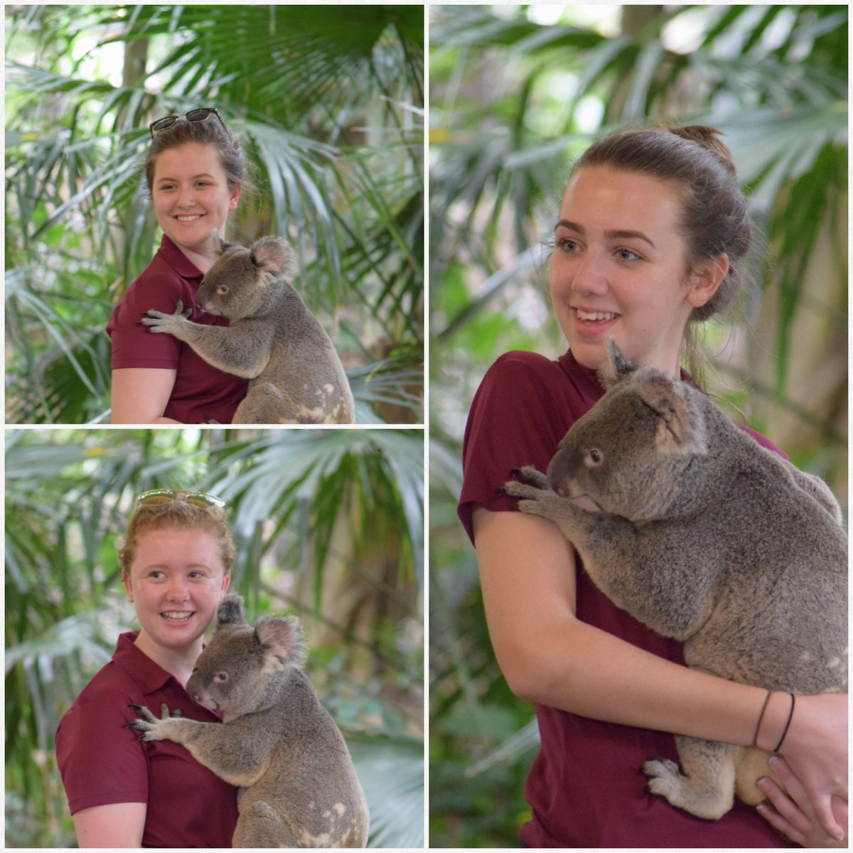 Koala cuddles!!!
